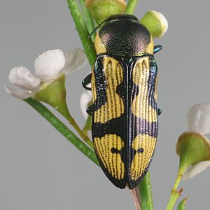 Castiarina adelaidae, PL0560A, female, on Hysterobaeckea behrii, SL